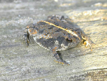 Oak Toad