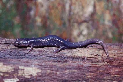 Oconaluftee Salamander