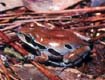 Ornate Chorus Frog - Pseudacris ornata