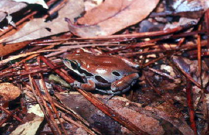 Ornate Chorus Frog - Pseudacris ornata