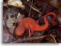 Red-spotted Newt