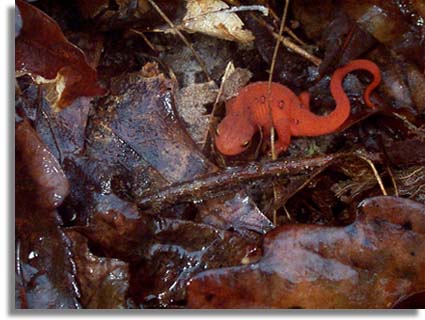 Red-spotted Newt