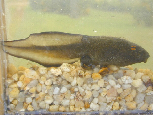 River Frog Tadpole