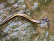 Salamander, Smoky Mountains