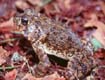 Southern Toad