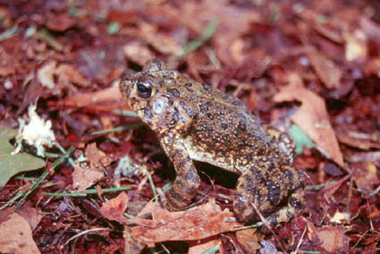 Southern Toad