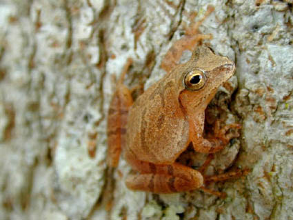 Spring Peeper - Pseudacris crucifer