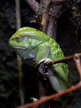 Waxing Monkey Tree Frog