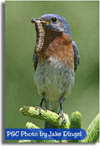 Eastern Bluebird Blues