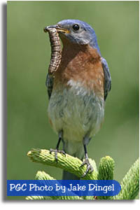 Eastern Bluebird Feeding