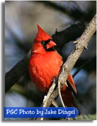 Northern Cardinal