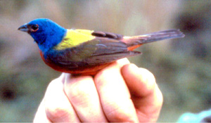 Eastern Painted Bunting