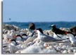 Roseate Tern