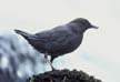 American Dipper