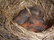 American Robin Nest with babies