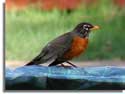 American Robin