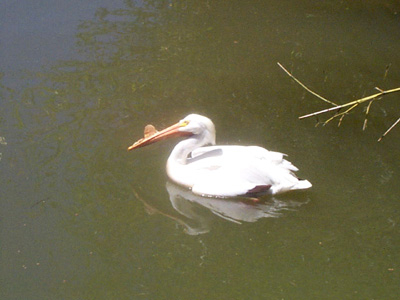 American White Pelican