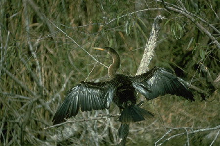Anhinga