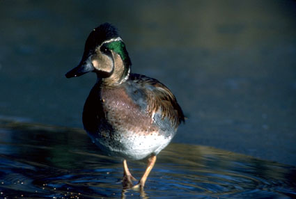 Baikal Teal