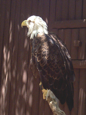 Bald Eagle