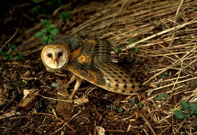 Barn Owl