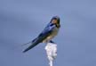 Barn Swallow