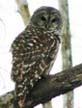 Barred Owl