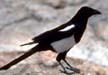 Black-billed Magpie