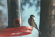 Black-capped Chickadee