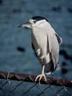 Black Crowned Night Heron