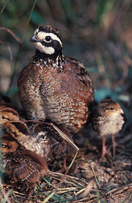 Bobwhite Quail