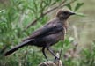 Brown-headed Cowbird