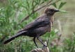 Brown-headed Cowbird