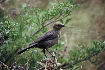 Brown-headed Cowbird