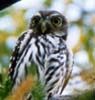 Cactus Ferruginous Pygmy-owl