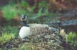 Canada Goose on Nest