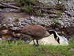 Canada Goose