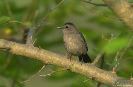 Catbird