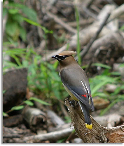 Cedar Waxwing