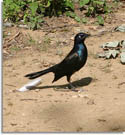 Common Grackle