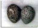 Common Raven Eggs