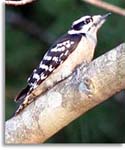 Downy Woodpecker