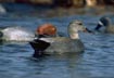 Gadwall Drake