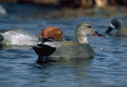 Drake Gadwall