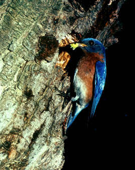 Eastern Bluebird