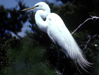 Egret