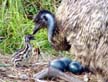 Emu Nest & Eggs