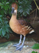 Fulvous Whistling Duck