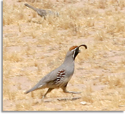 Gambel's Quail