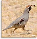 Gambel's Quail